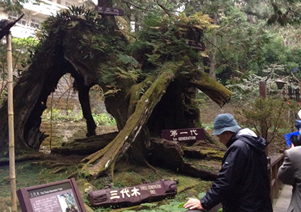 阿里山国家森林遊楽区森林浴散策