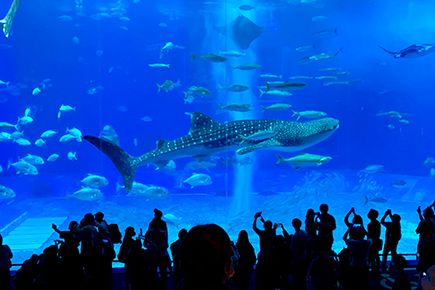 沖縄美ら海水族館