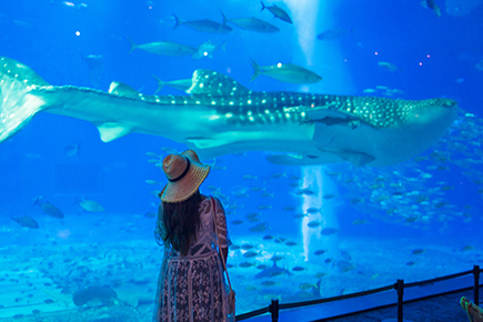 美ら海水族館ナイトアクアリウム