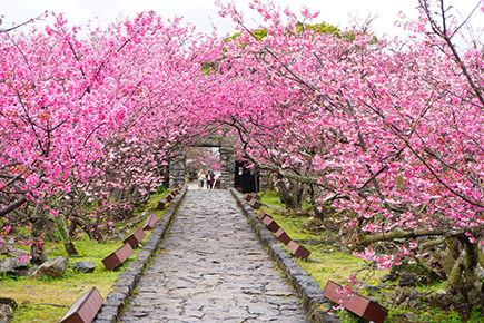 本部八重岳